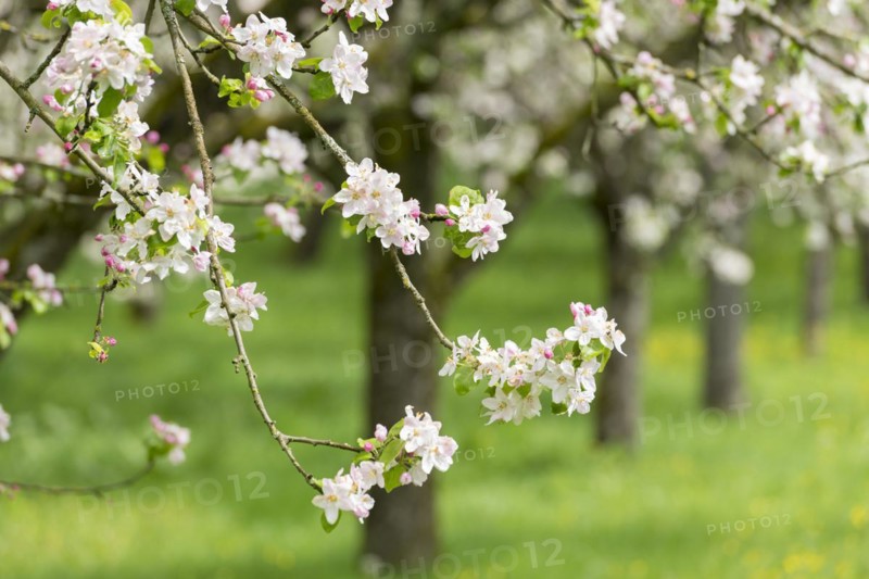 Branches of a blossoming apple tree, meadow orchard, Baden, Wuerttemberg, Germany, Europe