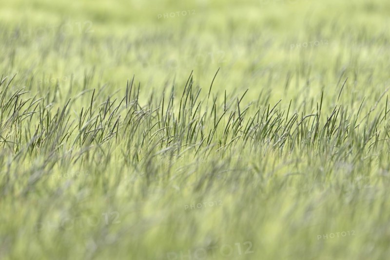 Foxtail grass (Alopecurus) in a green cereal field, North Rhine-Westphalia, Germany, Europe