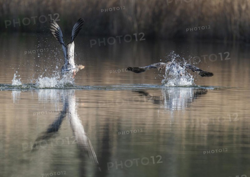 Greylag geese (Anser anser), greylag goose chasing away rivals on a pond, Thuringia, Germany, Europe