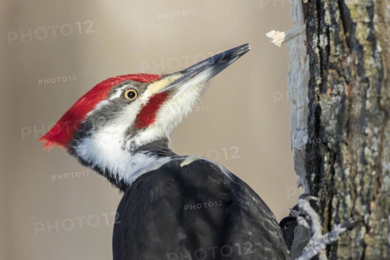 Pileated woodpecker (Dryocopus pileatus), male searching for larvae and ants, forest of Yamachiche, province of Quebec, Canada, North America