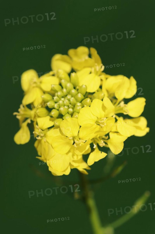White mustard or yellow mustard (Sinapis alba, Brassica alba), flowers, North Rhine-Westphalia, Germany, Europe