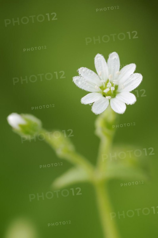 Water chickweed (Stellaria aquatica, Myosoton aquaticum), flower, North Rhine-Westphalia, Germany, Europe