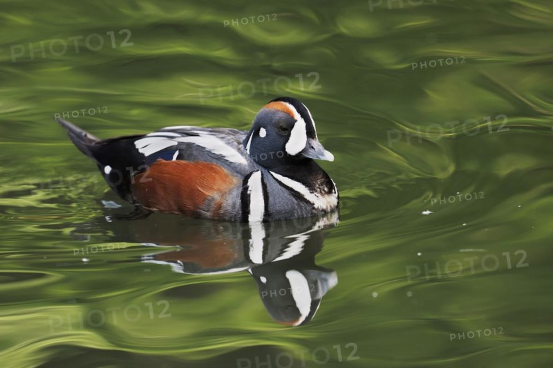 Harlequin duck (Histrionicus histrionicus), male, captive, Lower Saxony, Germany, Europe