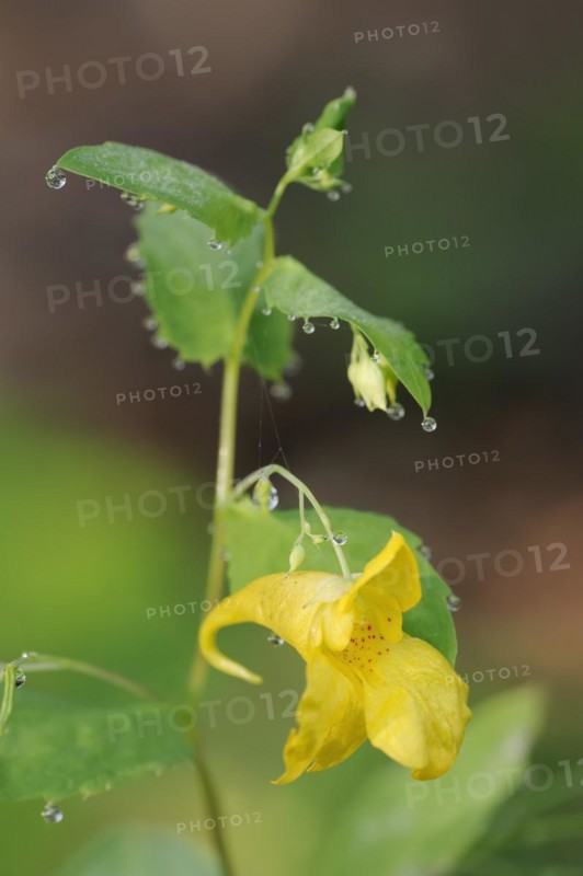 Greater balsam (Impatiens noli-tangere), flowering, North Rhine-Westphalia, Germany, Europe