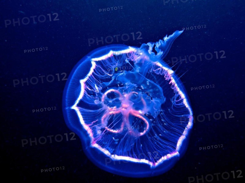Common jellyfish (Aurelia aurita), dive site Amber Jack, Destin, Panhandle, Gulf of Mexico, Florida, USA, North America