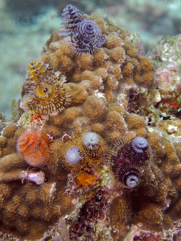 Nodular star coral (Solenastrea hyades), overgrown with Christmas tree worm (Spirobranchus giganteus), dive site John Pennekamp Coral Reef State Park, Key Largo, Florida Keys, Florida, USA, North America