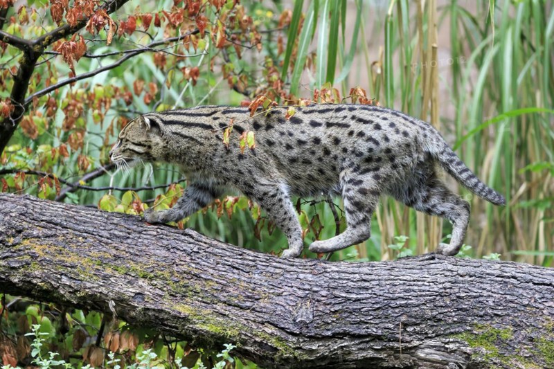 A fishing cat (Prionailurus viverrinus)