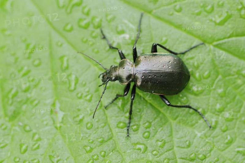 Caterpillar-hunter (Calosoma inquisitor), North Rhine-Westphalia, Germany, Europe