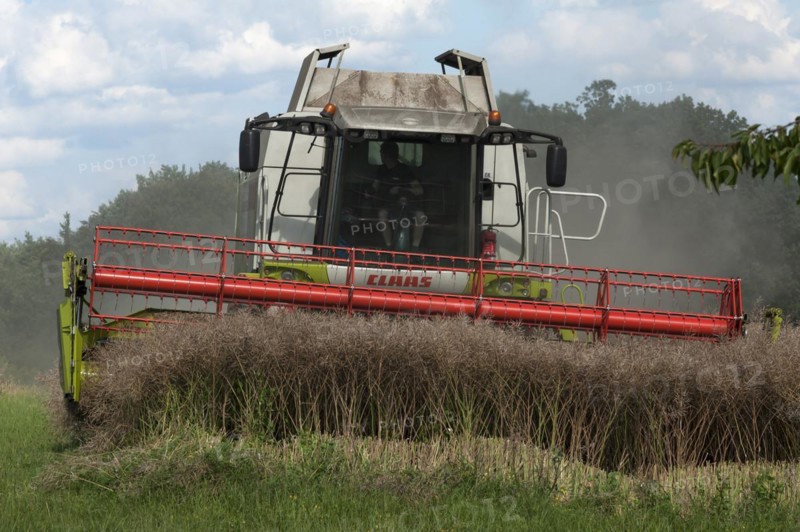 Combine harvester threshing rapeseed, Middle Franconia, Bavaria, Germany, Europe