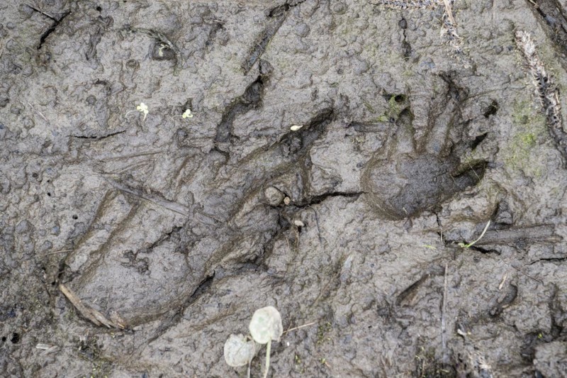 Footprint, track of beaver (Castor fibre), Emsland, Lower Saxony, Germany, Europe