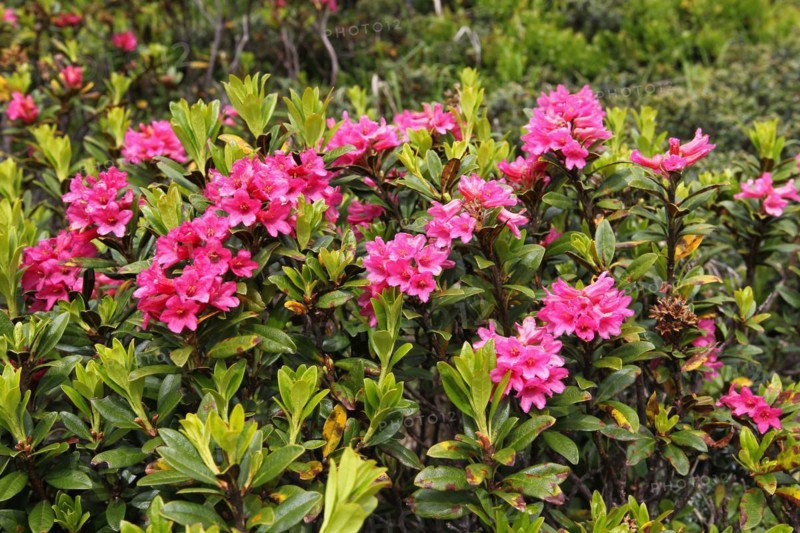 Rusty-leaved alpenrose (Rhododendron ferrugineum) on the Silvretta High Alpine Road, Vorarlberg, Austria, Europe