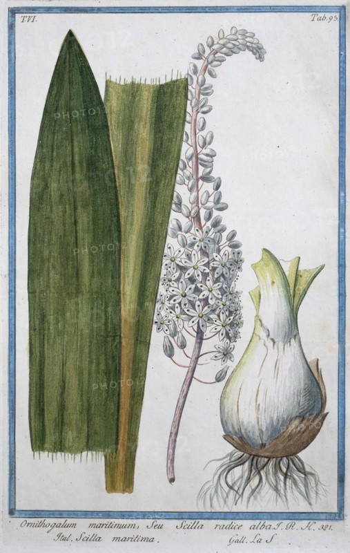 Ornithogalum maritimum, Seu Scilla radiere alba, hand-coloured botanical engraving from Hortus Romanus by Giorgio Bonelli, 1772
