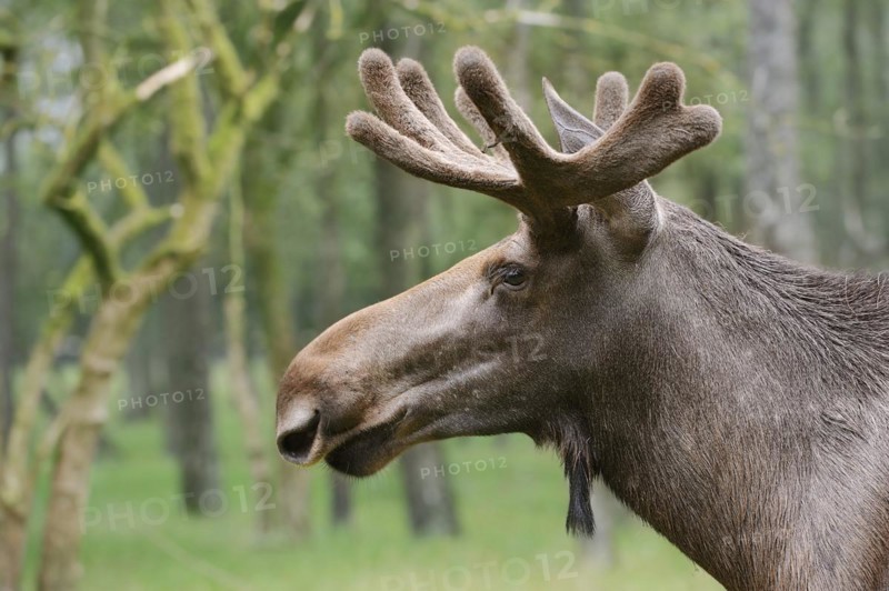 Eurasian elk (Alces alces alces), bull elk, portrait, captive, Germany, Europe