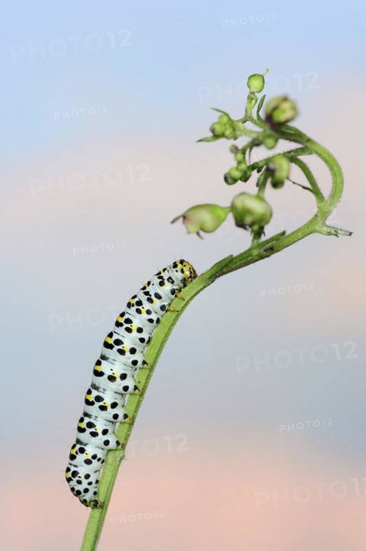Brown-root monk (Shargacucullia scrophulariae), caterpillar on knotted brown-root or knotted brown-root (Scrophularia nodosa), North Rhine-Westphalia, Germany, Europe