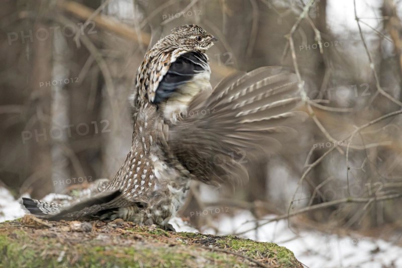 Ruffed grouse (Bonasa umbellus), male drumming to chase other male and to attract females, La Mauricie national park, Province of Quebec, Canada, North America