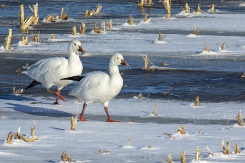 Snow geese (Anser caerulescens), adults walking on a frozen marsh, Lac Saint-Pierre Biosphere Reserve, province of Quebec, Canada, North America