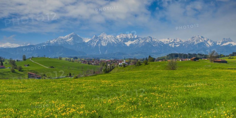 Common dandelion (Taraxacum sect. Ruderalia) in spring, meadow near Rieden am Forggensee, Ostallgaeu, Allgaeu, Bavaria, Germany, Europe