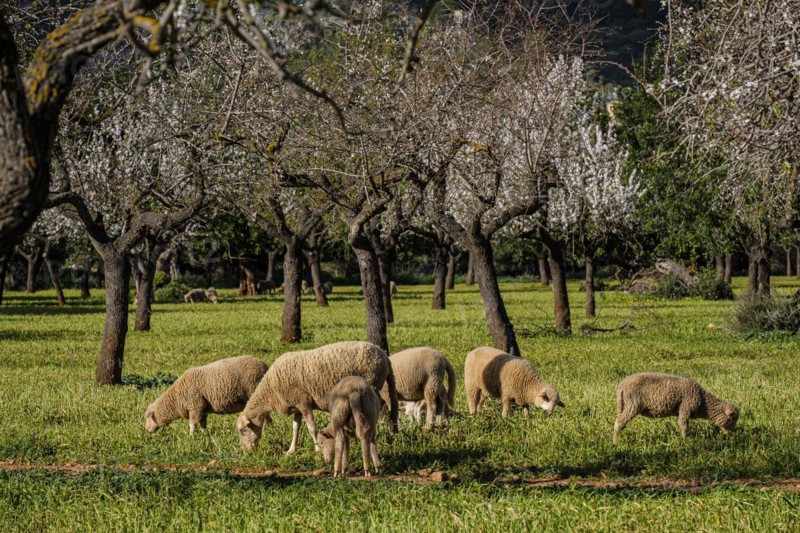 Herd of lambs grazing, Bunyola, Mallorca, Balearic Islands, Spain, Europe