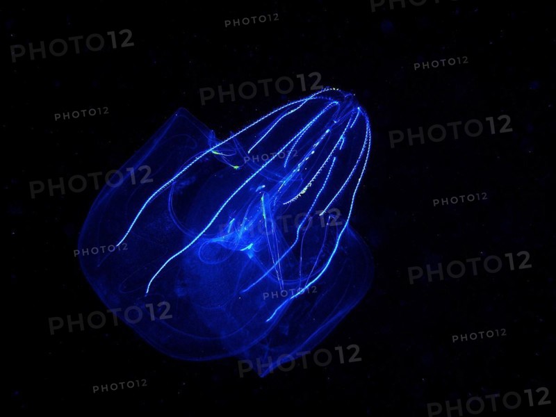 Lobed ribbed jellyfish (Leucothea multicornis), comb jellyfish, at night, dive site Riviera Beach, Florida, USA, North America