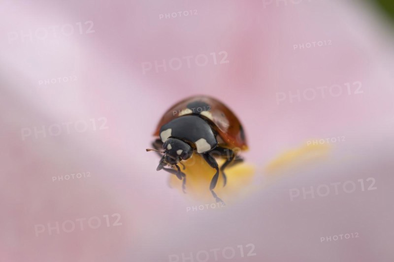 Seven-spot ladybird (Coccinella septempunctata) adult on a garden Camellia flower in spring, England, United Kingdom, Europe