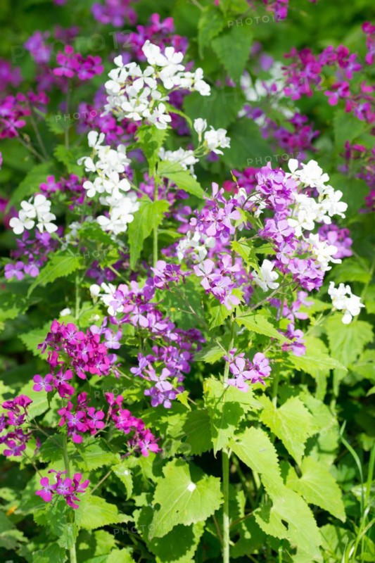 A colourful flower bed with purple, pink and white flower-bed, annual honesty (Lunaria annua) or garden silverleaf, Judas silverleaf, Judas penny, silver thaler, violet or garden moon violet, fresh green leaves, garden, spring, springtime, close-up, macro shot, close-up, sunny day, Allertal, Lower Saxony, Germany, Europe