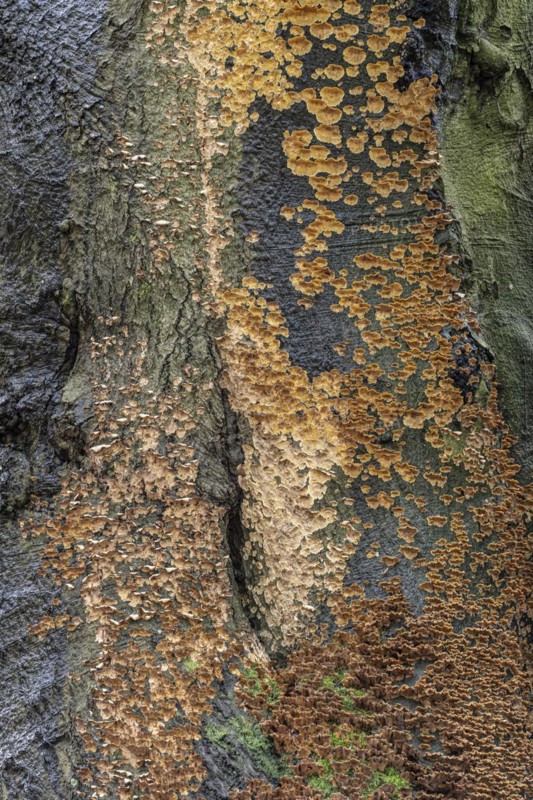Bleeding oak crust (Stereum gausapatum), mass infestation on a copper beech (Fagus sylvatica), Emsland, Lower Saxony, Germany, Europe