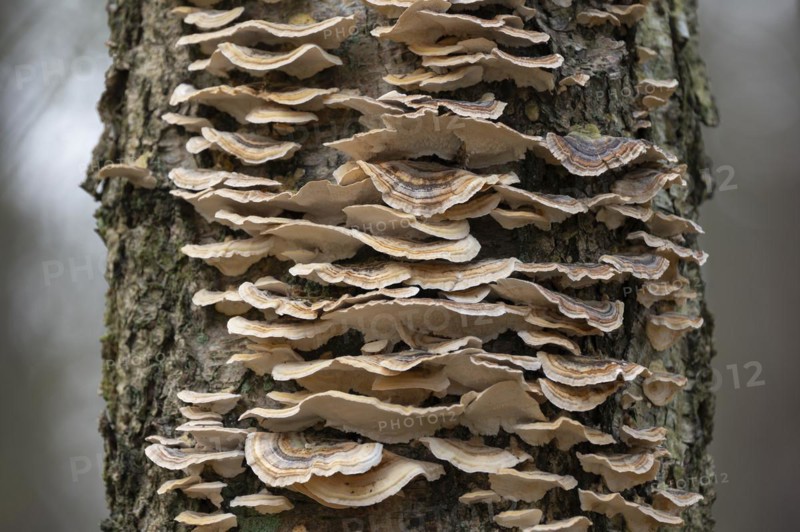Butterfly tramete (Trametes versicolor), many fruiting bodies on a dead birch (Betula), Lower Saxony, Germany, Europe