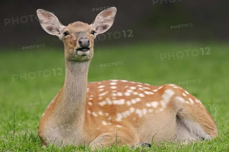 Manchurian sika deer (Cervus nippon hortulorum), female, captive, Germany, Europe