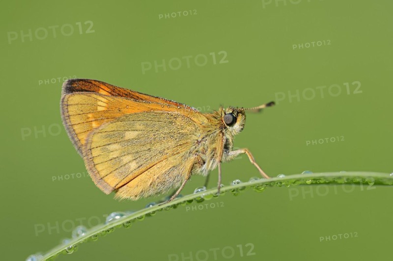 Rusty-coloured Fritillary (Ochlodes sylvanus, Augiades sylvanus), North Rhine-Westphalia, Germany, Europe