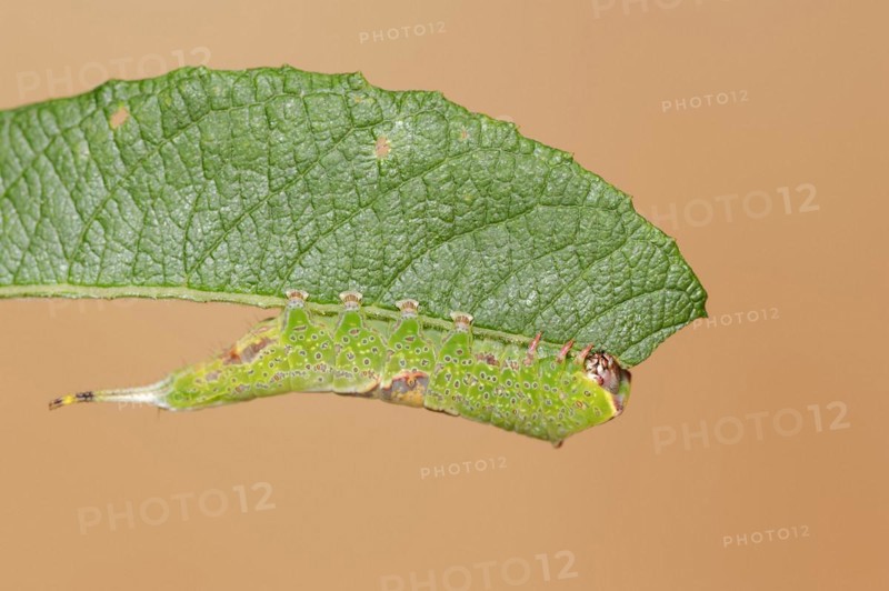 Sallow kitten moth (Furcula furcula), caterpillar feeding on a leaf, North Rhine-Westphalia, Germany, Europe