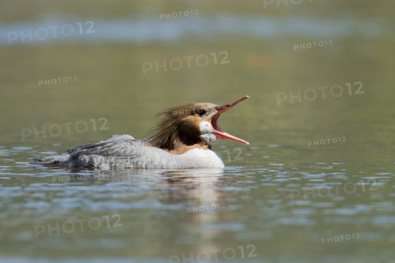 Common merganser (Mergus merganser) . female swimming with bill open, La Mauricie national park, province of Quebec, Canada, North America