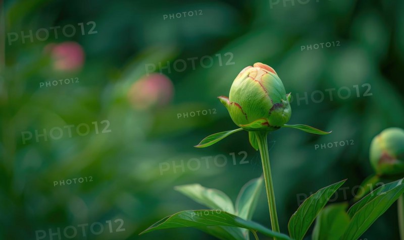 A single peony bud about to bloom against a backdrop of green foliage AI generated