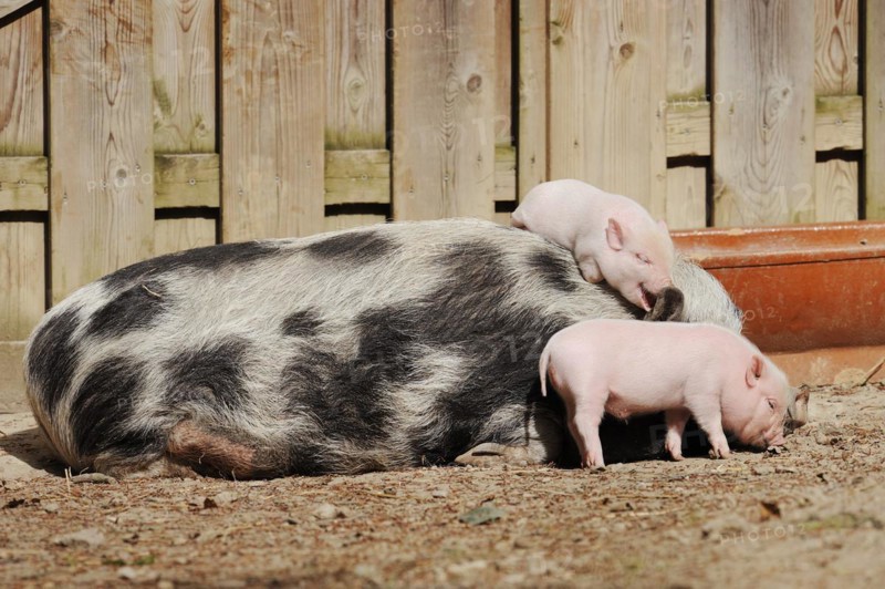 Goettingen minipig (Sus scrofa f. domestica), sow and piglet, North Rhine-Westphalia, Germany, Europe