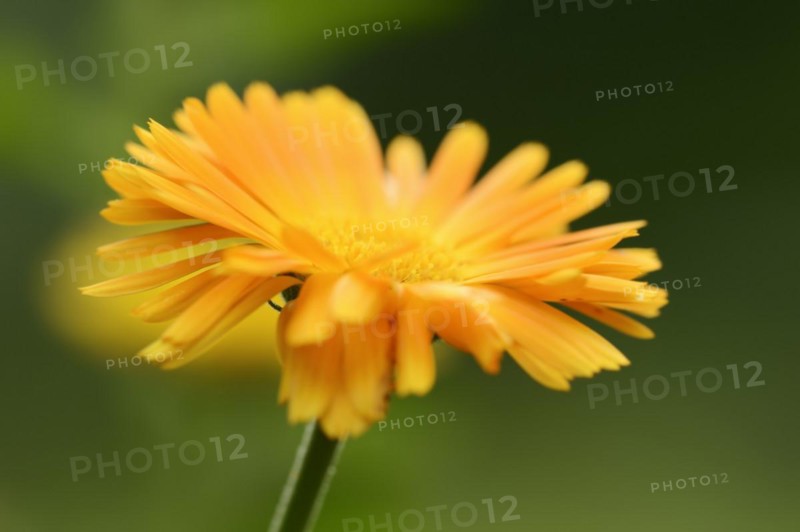 Marigold or garden marigold (Calendula officinalis), flower, North Rhine-Westphalia Germany