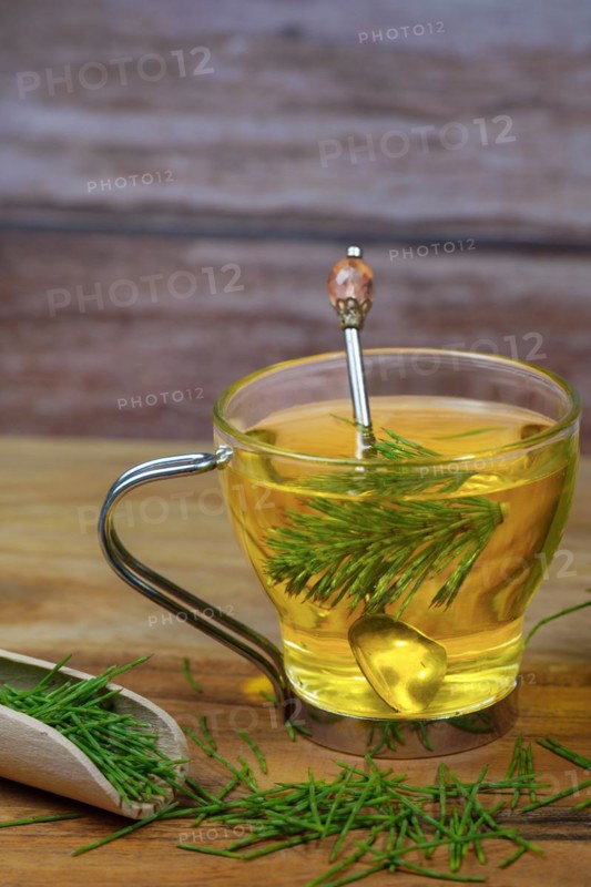 Infusion of horsetail Equisetum arvense, medicinal plant for health care with fresh branches just picked from the field