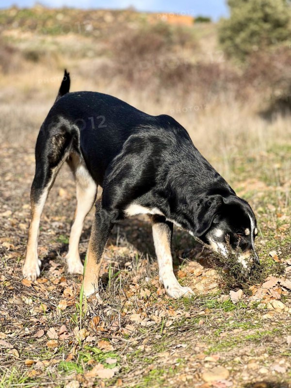 Vertical portrait of a young dog sniffing and foraging in the field