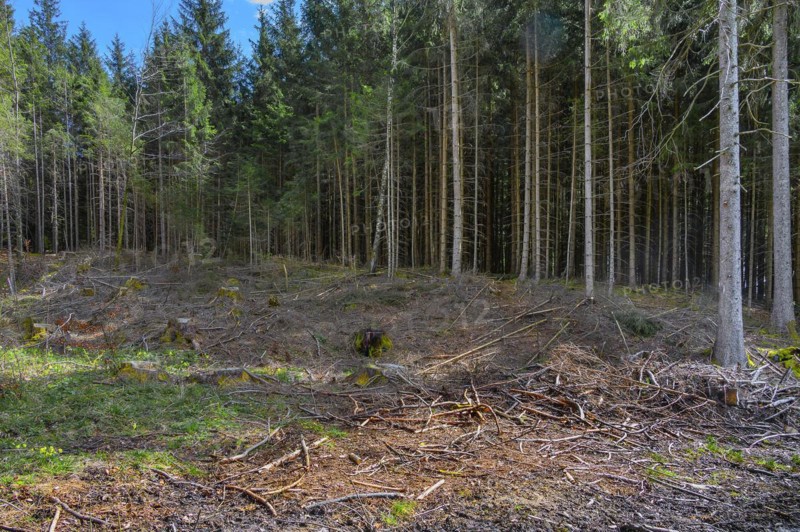 Spruce forest, pole forest with clear cut, Kemptner Wald, Allgaeu, Swabia, Bavaria, Germany, Europe