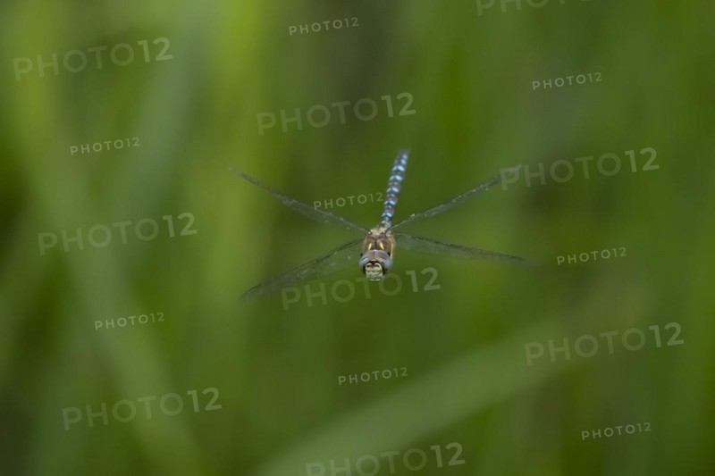 Migrant hawker dragonfly (Aeshna mixta) adult in flight in summer, Suffolk, England, United Kingdom, Europe
