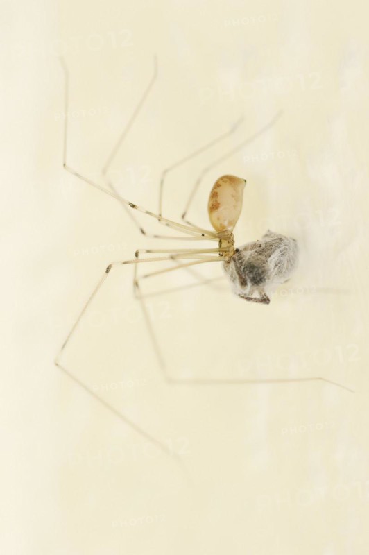 Long-legged cellar spider (Pholcus phalangioides) with prey, North Rhine-Westphalia, Germany, Europe