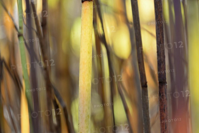 Reynoutria japonica (Fallopia japonica), autumnal plant stems illuminated by sunlight, Moselle, Rhineland-Palatinate, Germany, Europe