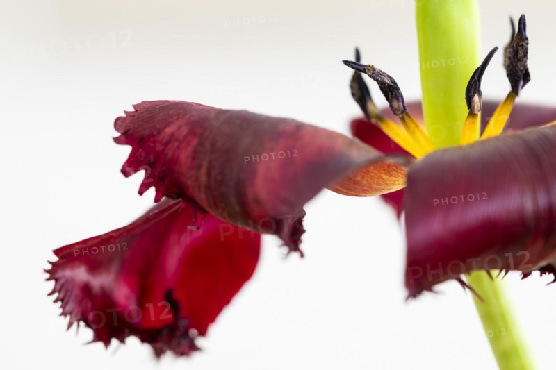 Stamp in a tulip calyx, fading red tulip (Tulipa), Stuttgart, Baden-Wuerttemberg, Germany, Europe