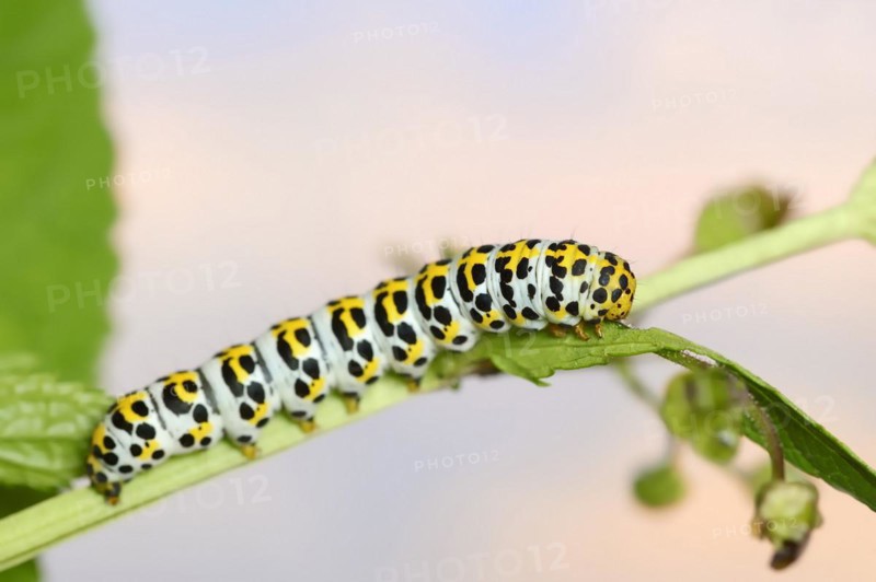 Brown-root monk (Shargacucullia scrophulariae), caterpillar, North Rhine-Westphalia, Germany, Europe