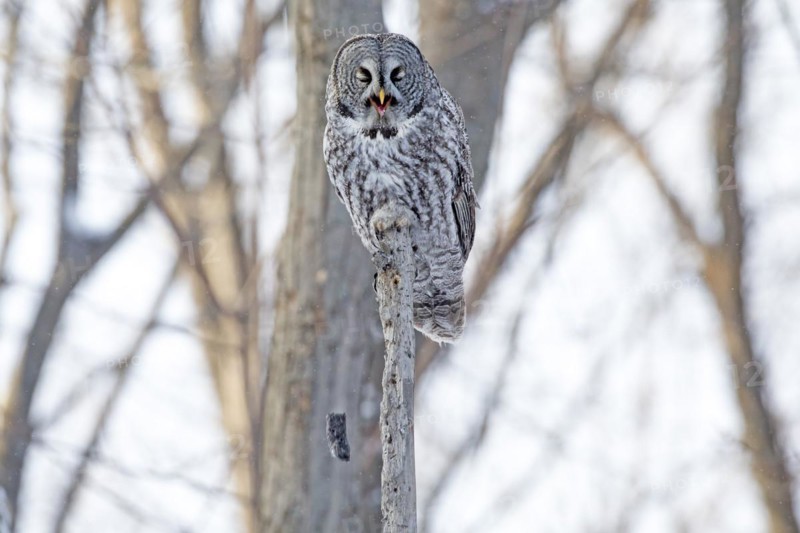 Great gray owl (strix nebulosa) perched on top of a dead tree and regurgitating a ball of hair and bones, Forest of Yamachiche, province of Quebec, Canada, North America