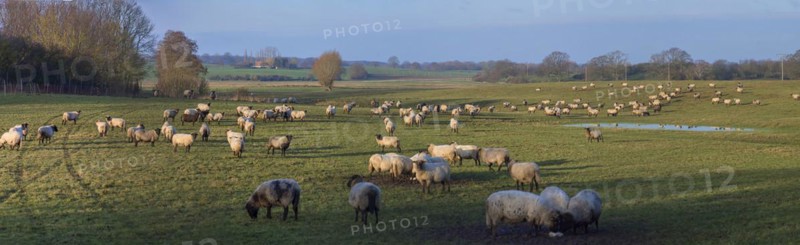 Black-headed domestic sheep (Ovis gmelini aries) on pasture, Mecklenburg-Western Pomerania, Germany, Europe