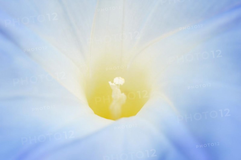Three-colored morning glory (Ipomoea tricolor), detail of the flower, native to Mexico, ornamental plant, North Rhine-Westphalia, Germany, Europe