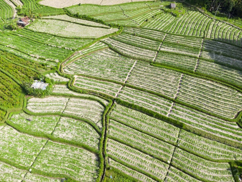 Cultivation of pak choi in Sidemen, Amed, Karangasem, Bali, Indonesia, Asia