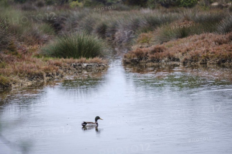 Bird watching in Estany Pudent, Formentera, Pitiusas Islands, Balearic Community, Spain, Europe