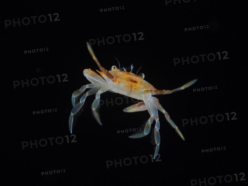 Sargassum swimming crab (Portunus sayi) at night, dive site Riviera Beach, Florida, USA, North America