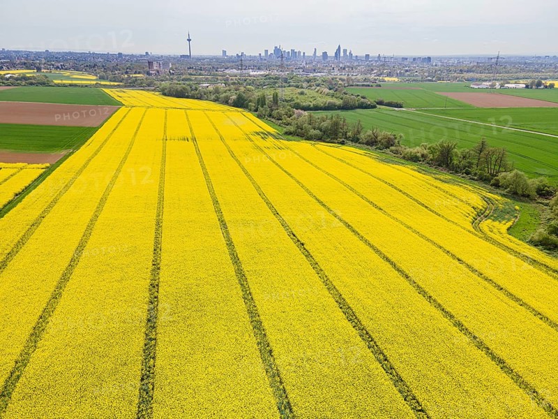 A rape field in the north-west of Frankfurt is in full bloom, while the silhouette of Frankfurt's banking skyline rises on the horizon. (Aerial view with a drone), Frankfurt am Main, Hesse, Germany, Europe