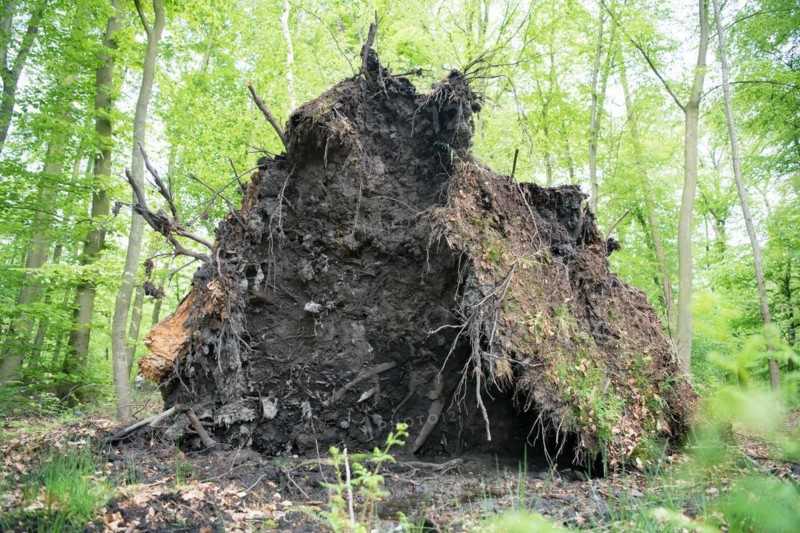 Deadwood structure in deciduous forest, large root plate, important habitat for insects and birds, North Rhine-Westphalia, Germany, Europe